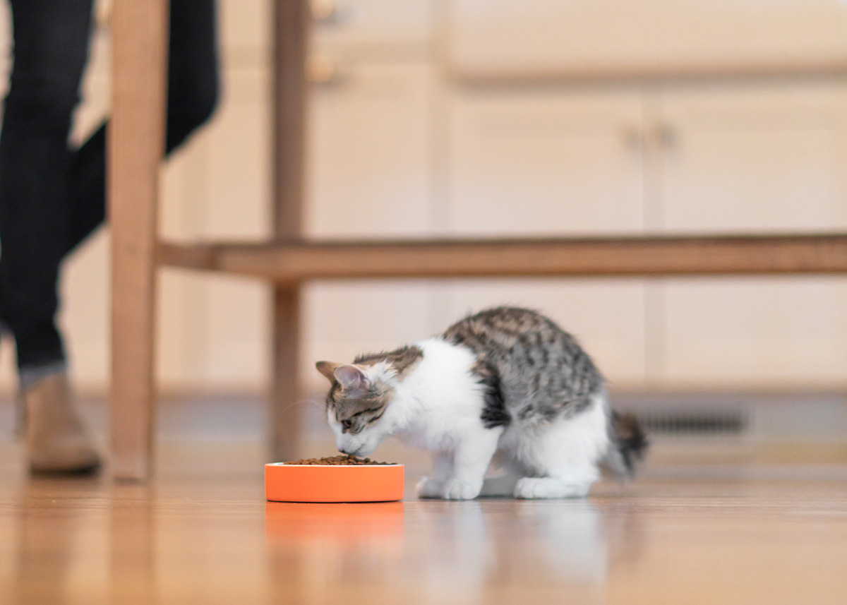 IAMS background image