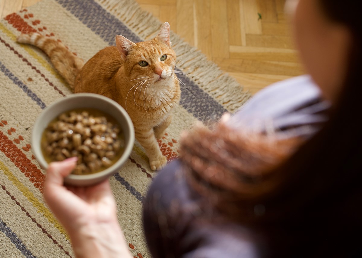 Hill's Pet Nutrition background image