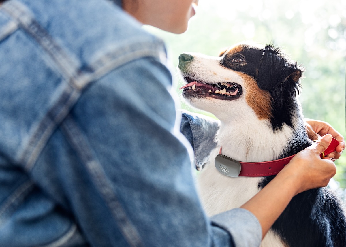 Petivity background image