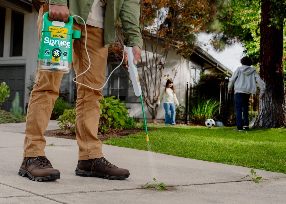 Spruce background image