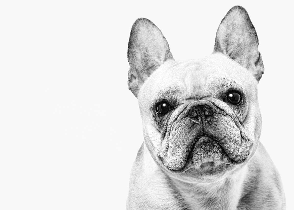 Royal Canin background image