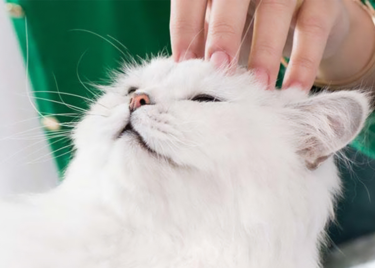 Fancy Feast background image