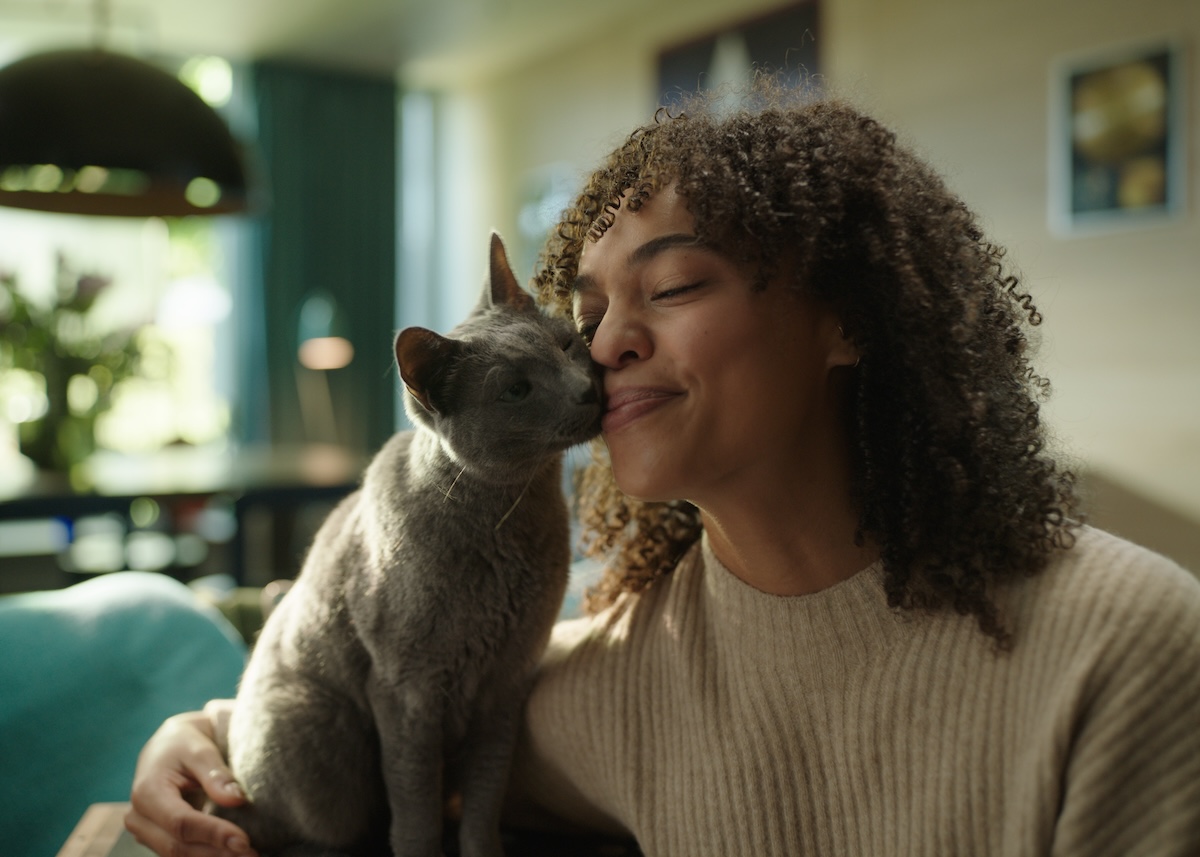 Sheba background image