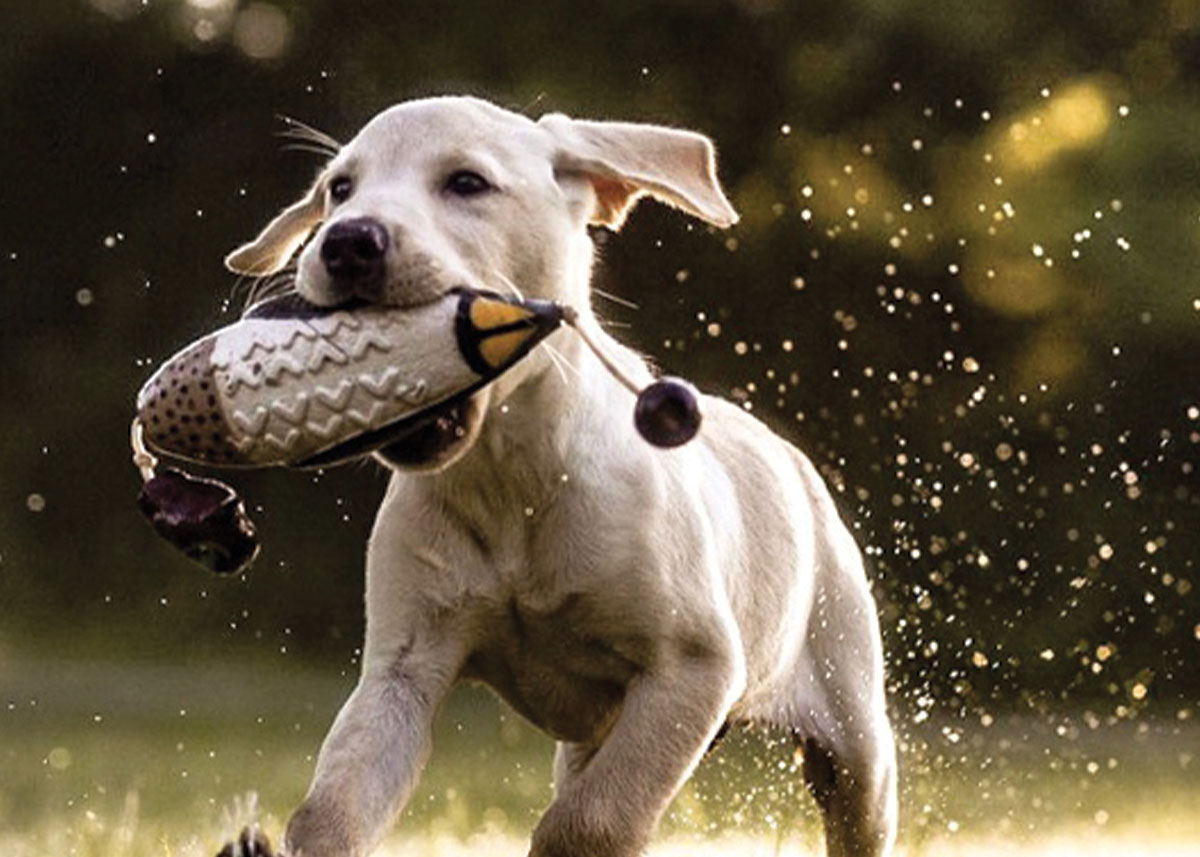 Eukanuba background image