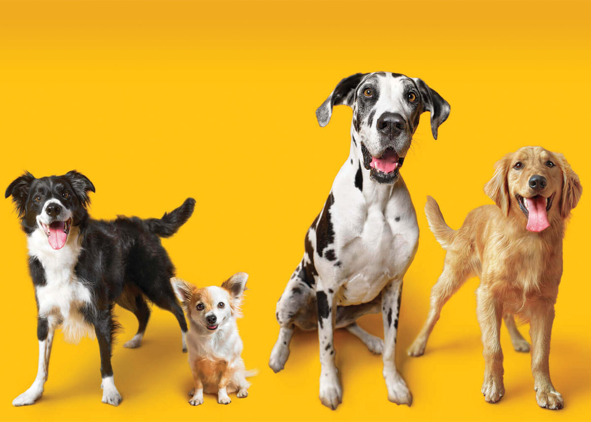PEDIGREE background image